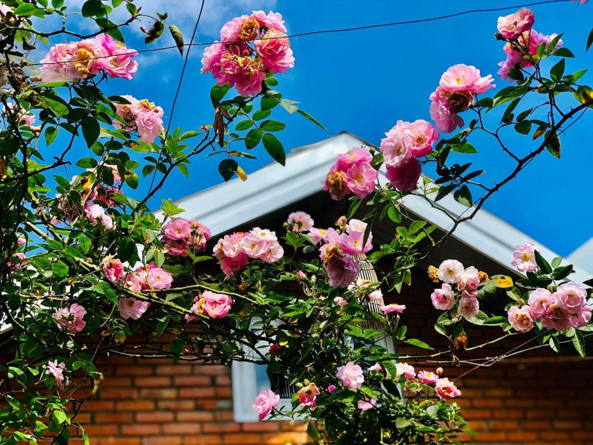 דירות דה לאט Rose House מראה חיצוני תמונה